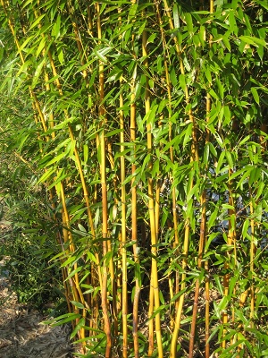 bambus sorten winterhart